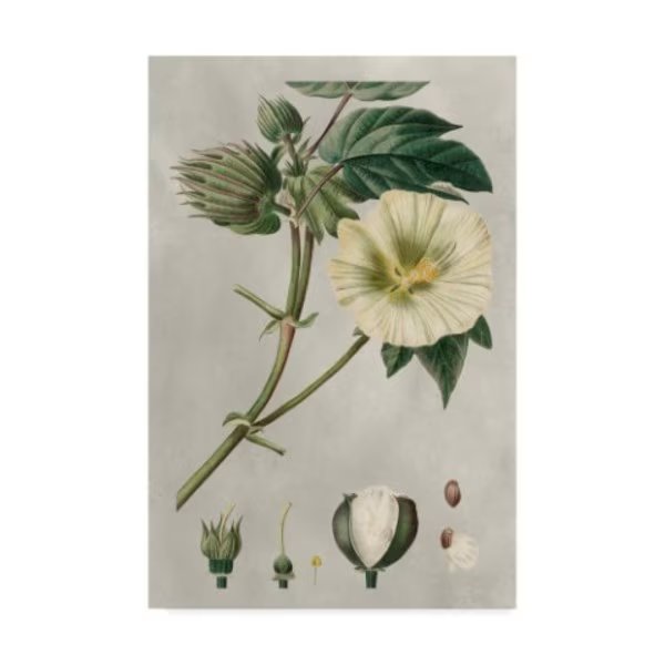 Pancrace Bessa 'Ua Ch Tropical Varieties Ii' Canvas Art, 30x47, Trademark Fine Art, Mfr#: WAG07912-C3047GG